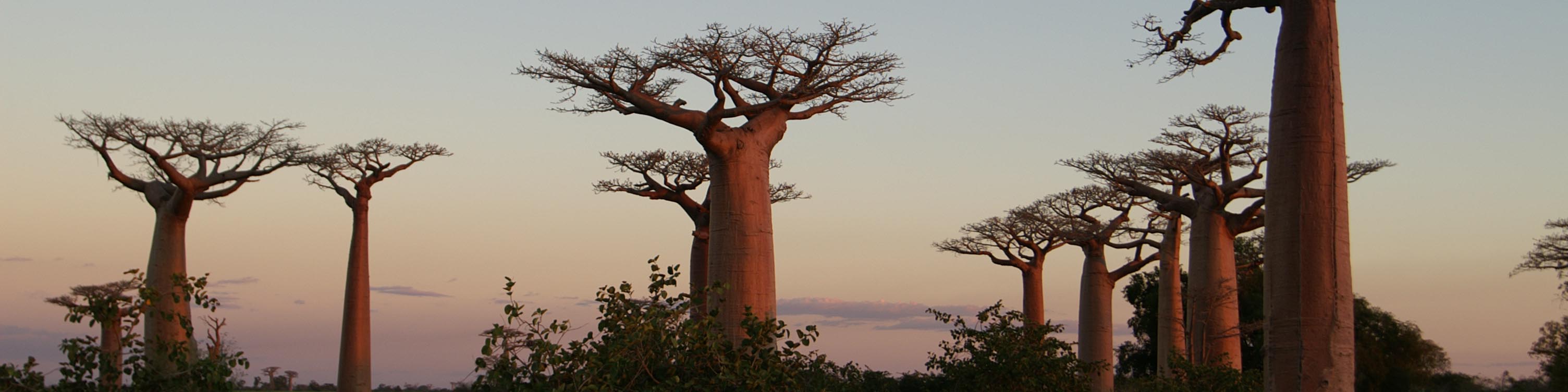Süden und Morondava Madagaskar Travel